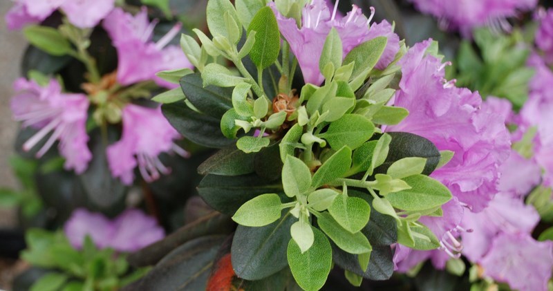 Rhododendron Northern Starburst