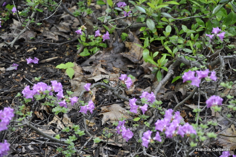 Rhododendron Obtusm