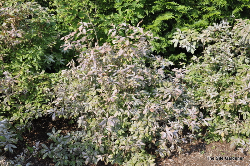 Rhododendron Occidentale Irene Koster