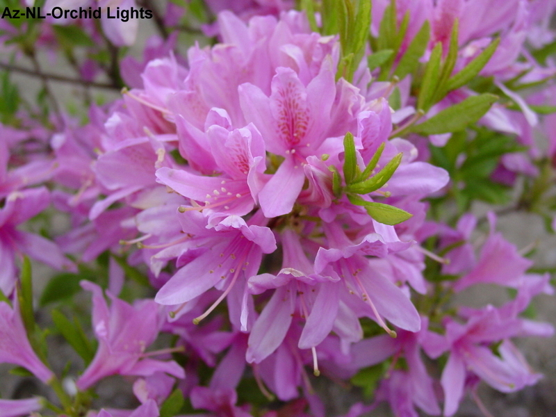 Rhododendron Orchid Lights