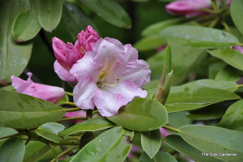 Rhododendron Parkers Pink — photo 1