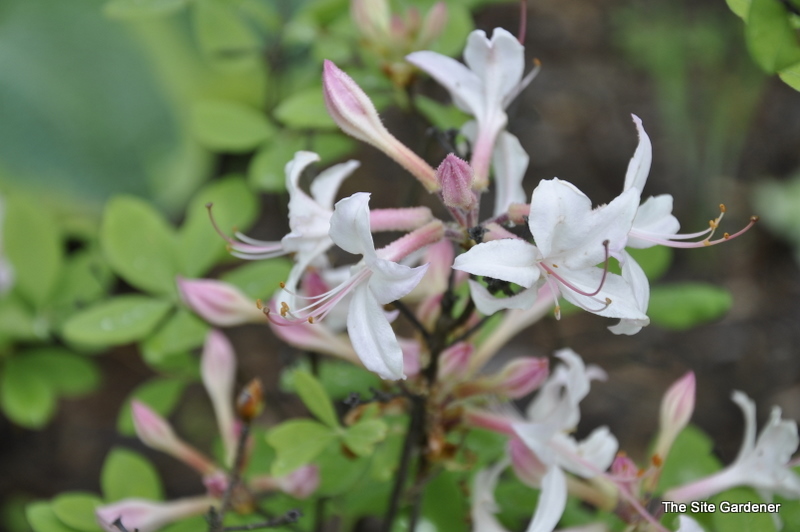 Rhododendron Atlanticum