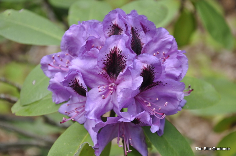 Rhododendron Peter Alan — photo 1