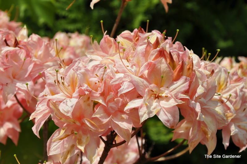 Rhododendron Pink Delight
