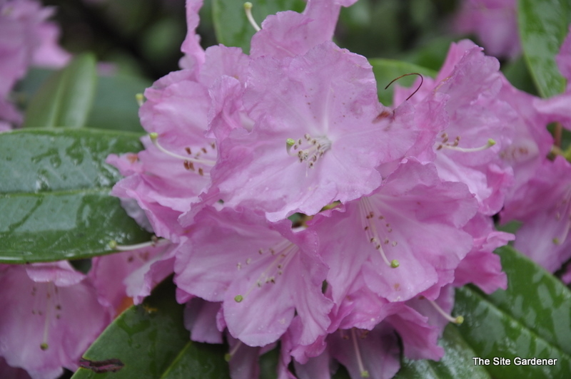 Rhododendron Pink Flourish