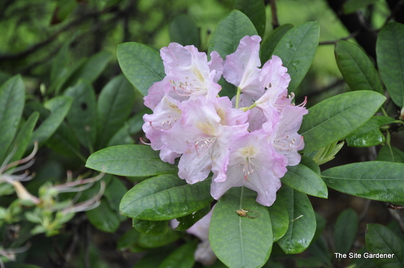 Rhododendron Pioneer Silvery Pink