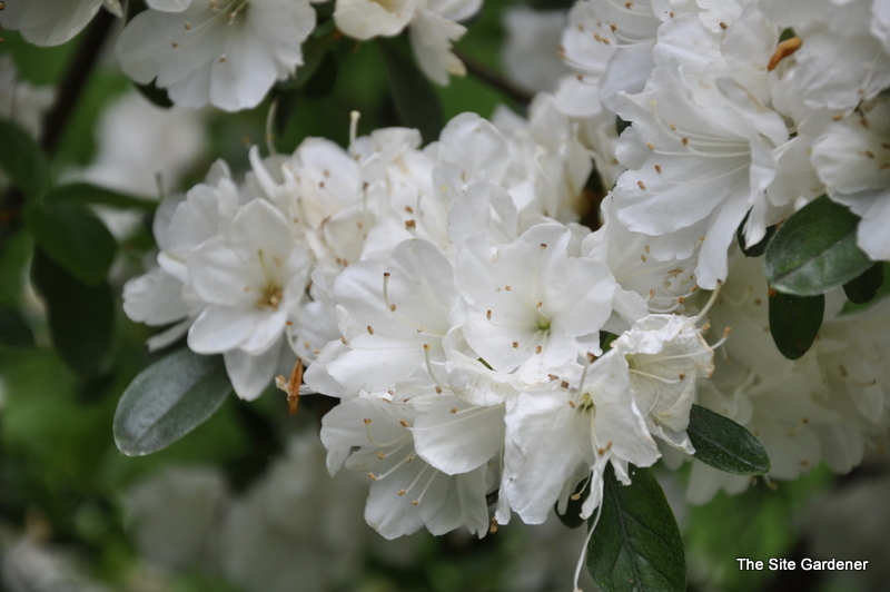 Rhododendron Polar Bear