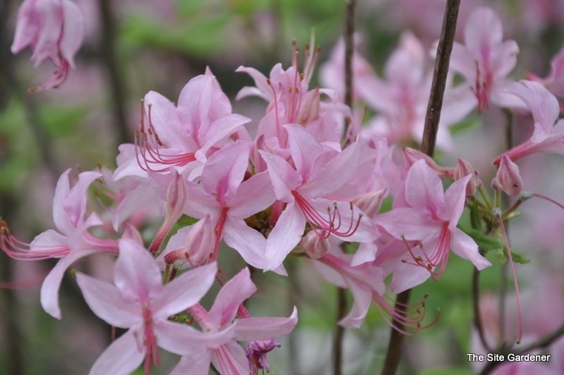 Rhododendron Prino Phyllum Roseshell — photo 1