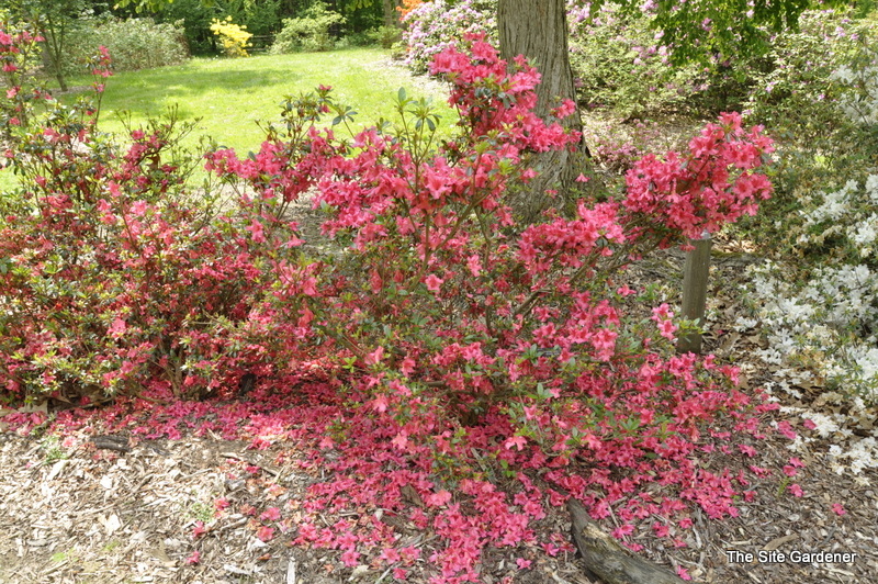 Azalea girard Rose — photo 1