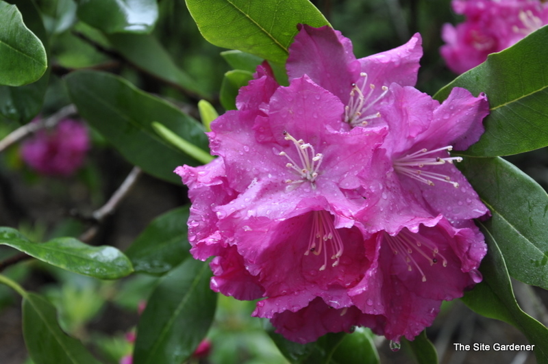 Rhododendron Roseum Superbum