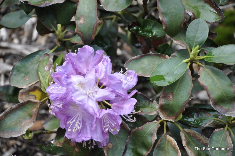 Rhododendron Roslyn — photo 1