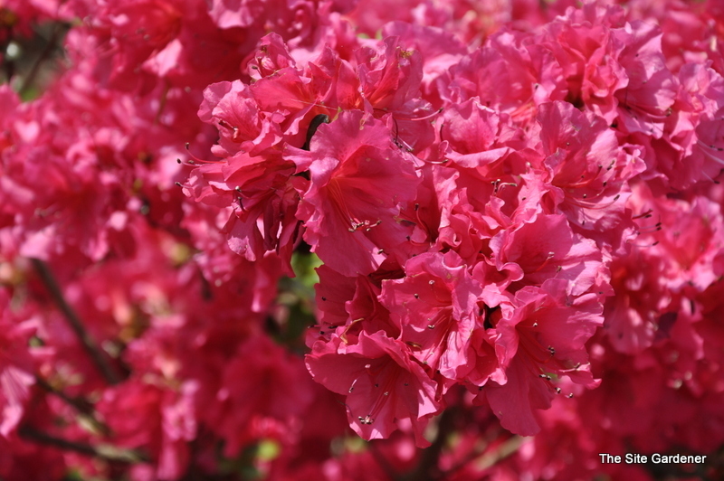 Azalea Saybrook Glory — photo 1