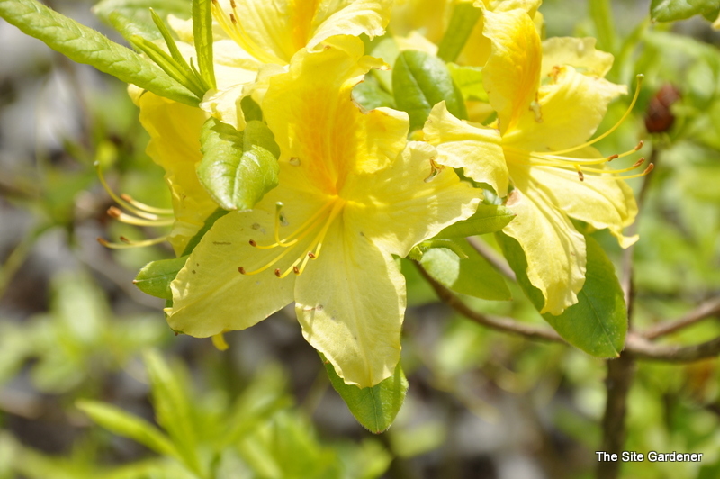 Rhododendron Shams Yellow