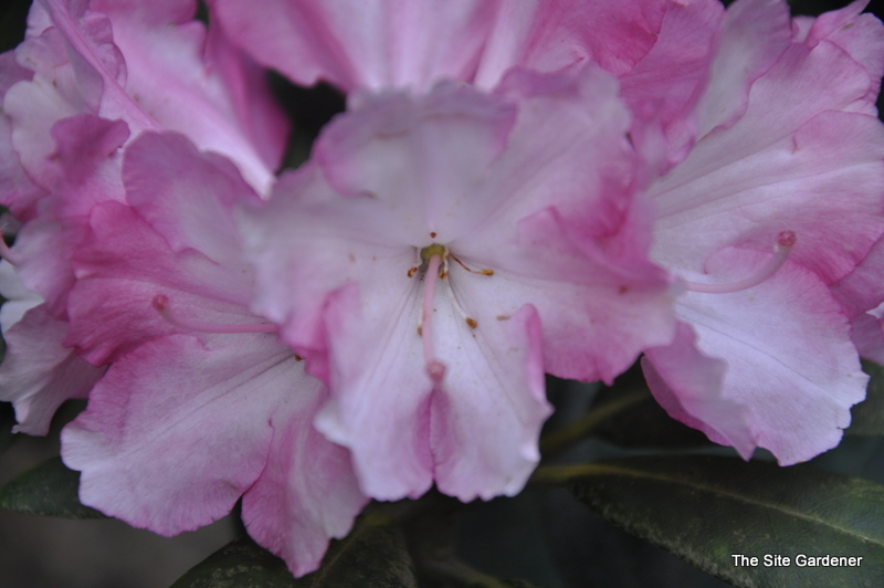 Rhododendron Spring Parade — photo 1