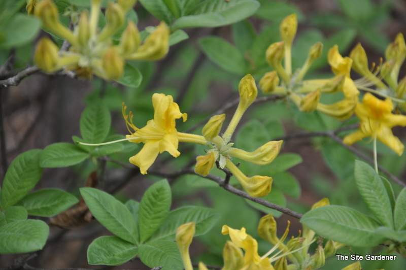 Rhododendron Sunny Side Up — photo 1