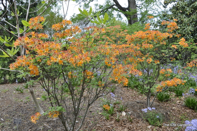 Rhododendron Sunrise