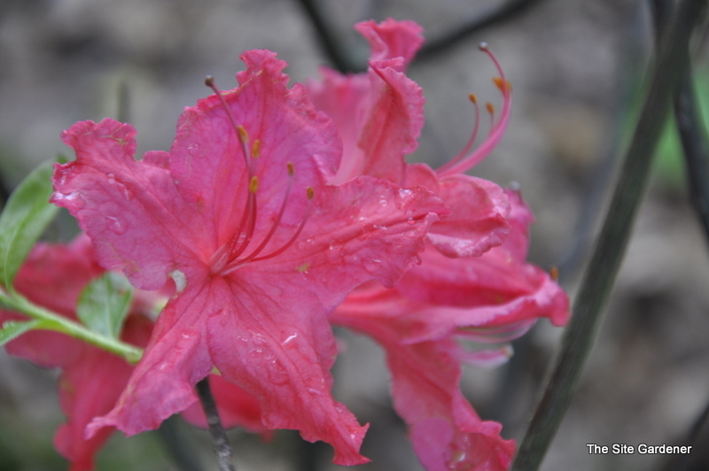 Rhododendron Sunset Boulevard