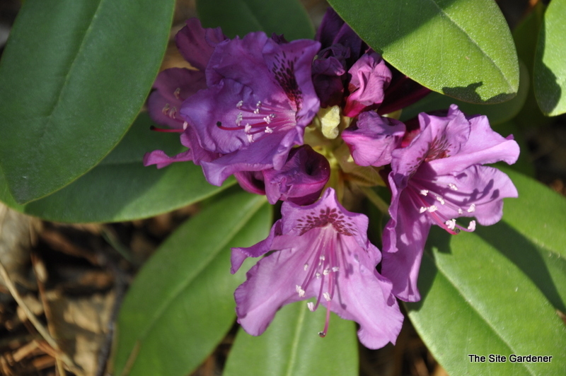 Rhododendron Tapestry