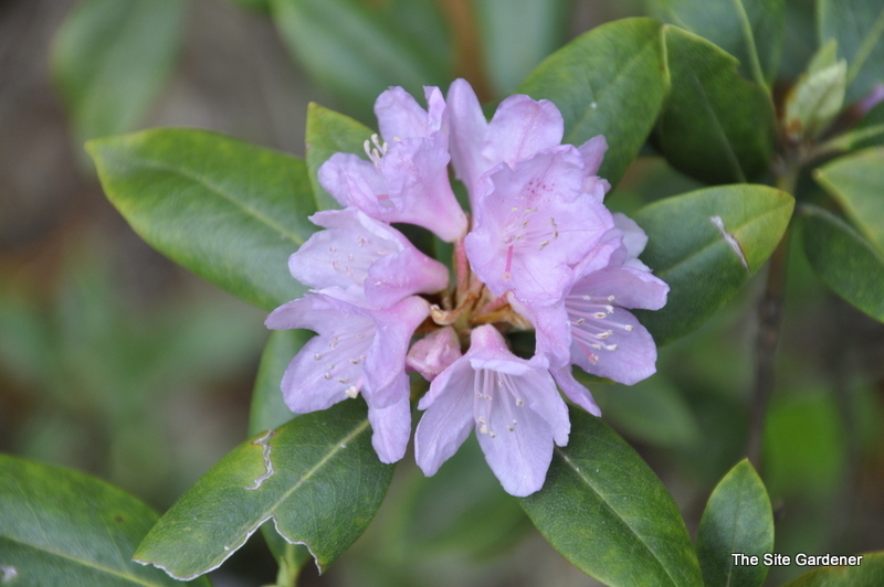 Rhododendron Ticknor Hybrid