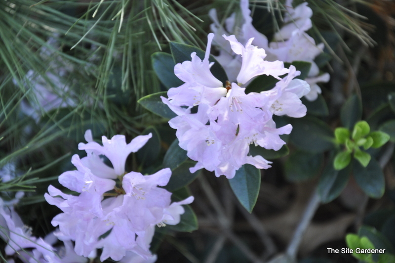 Rhododendron Tottenham