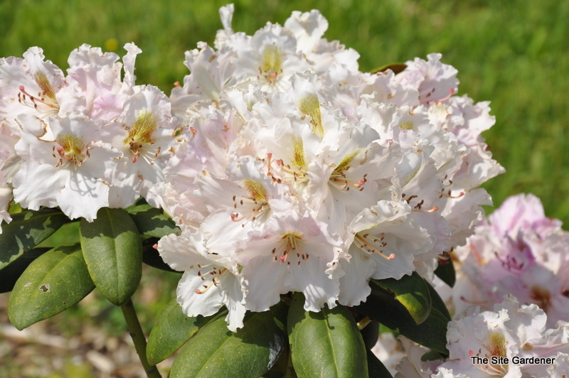 Rhododendron Tuitti Fruiti — photo 1