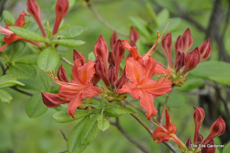 Rhododendron Tunis — photo 1