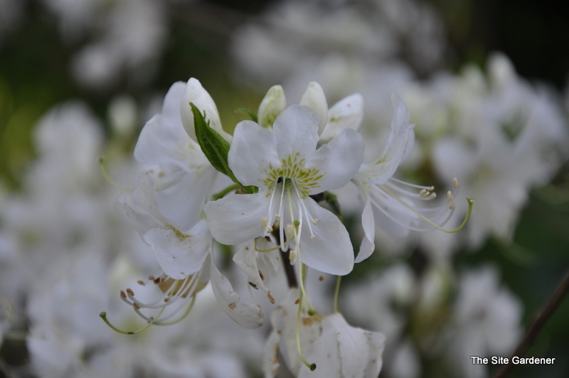 Rhododendron Vaseyi White Find — photo 1