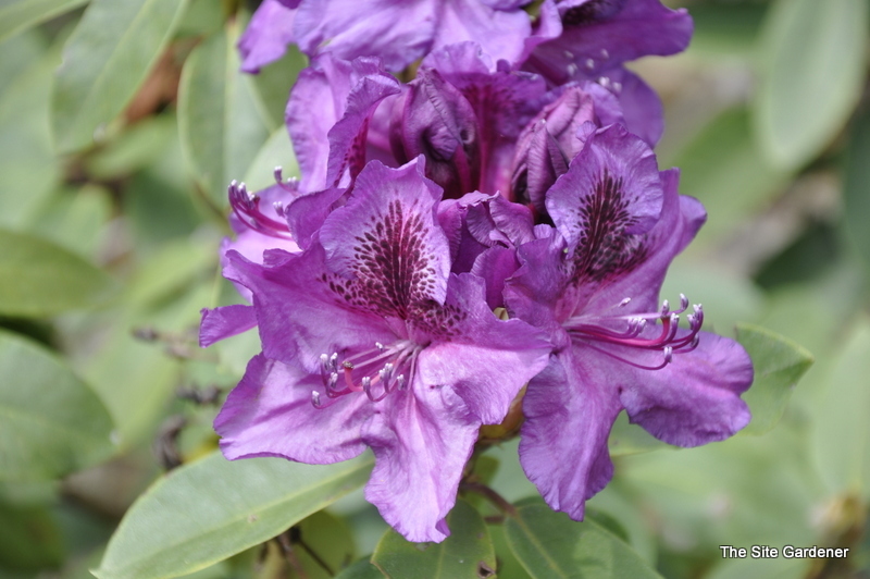 Rhododendron Vivacious — photo 1