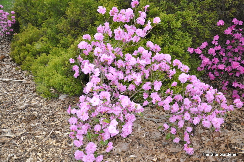Rhododendron Westons Pink Diamond