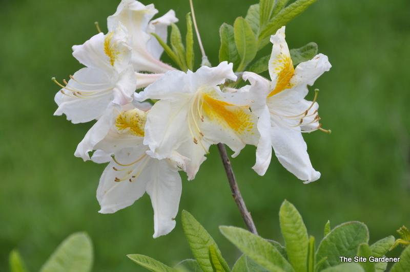 Rhododendron White Cap