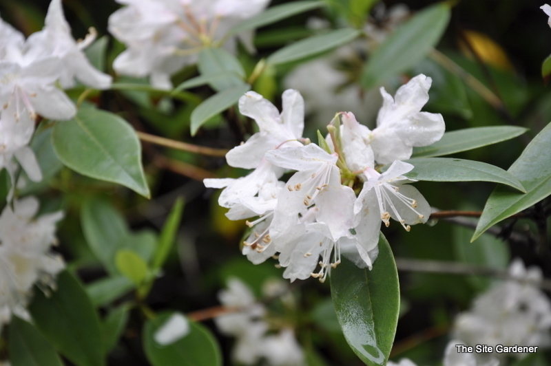 Rhododendron White Carolina — photo 1