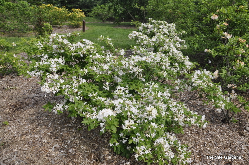 Rhododendron White Throat