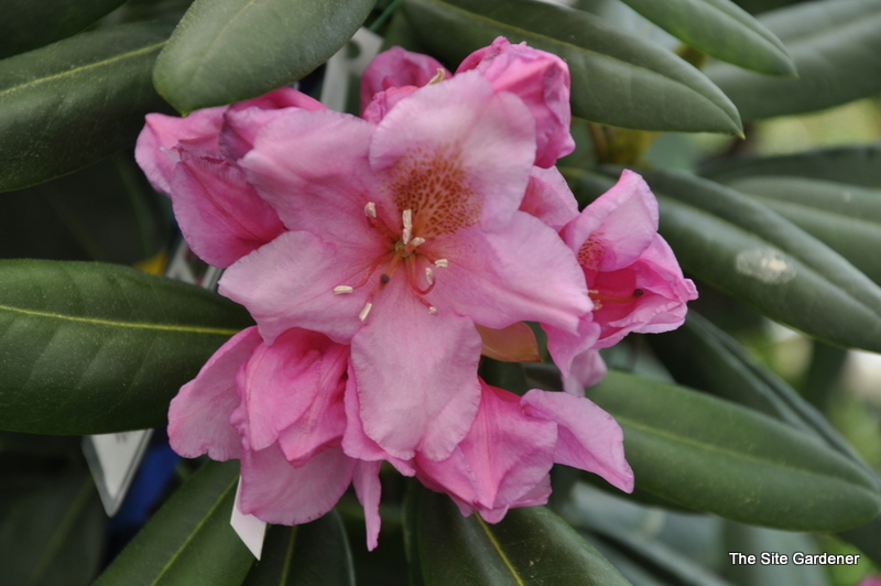 Rhododendron Wyandanch Pink — photo 1