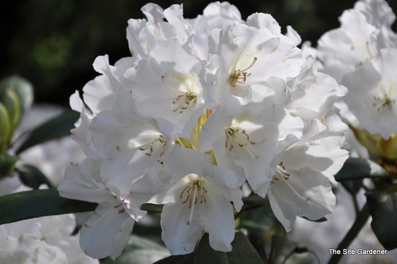 Rhododendron Yaku Queen — photo 1