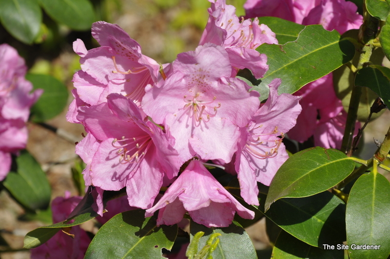 Rhododendron Years Of Peace — photo 1