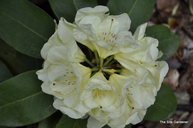 Rhododendron Stardust — photo 1