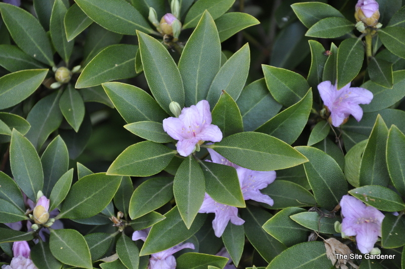 Rhododendron Desmit