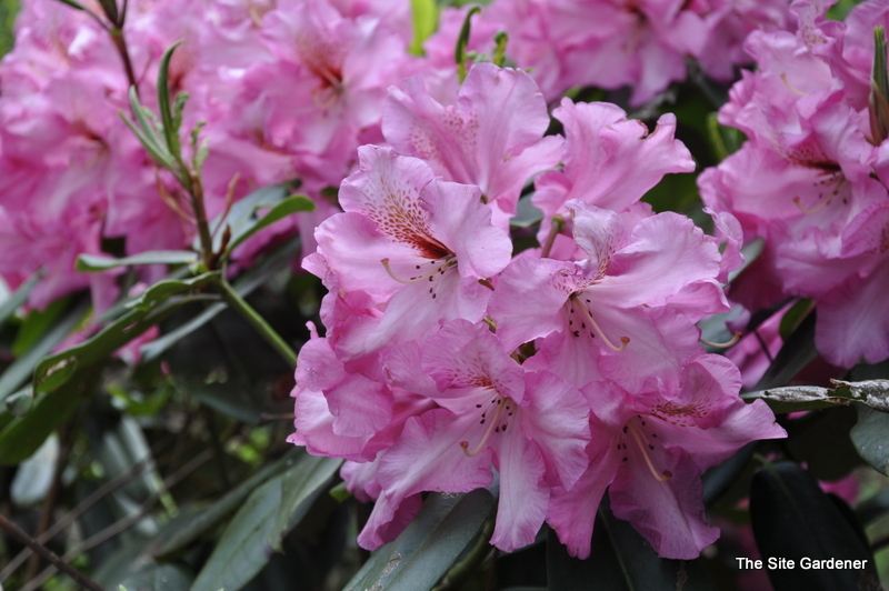 Rhododendron Coral Bell