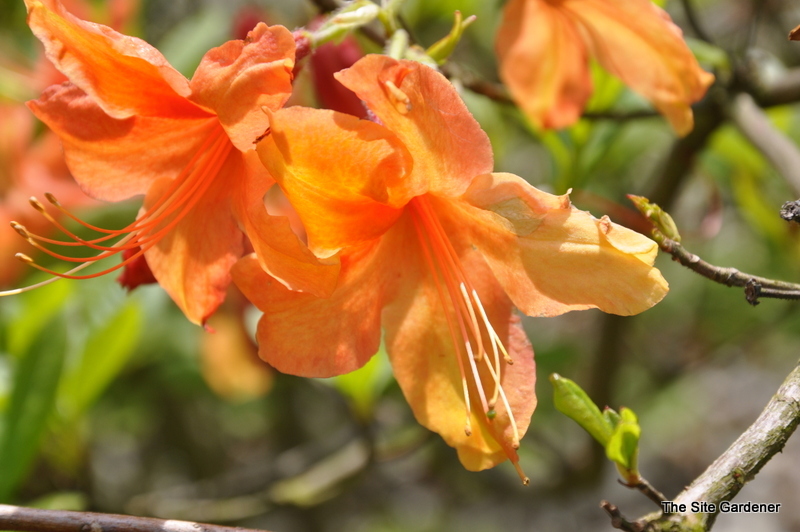 Rhododendron Gog