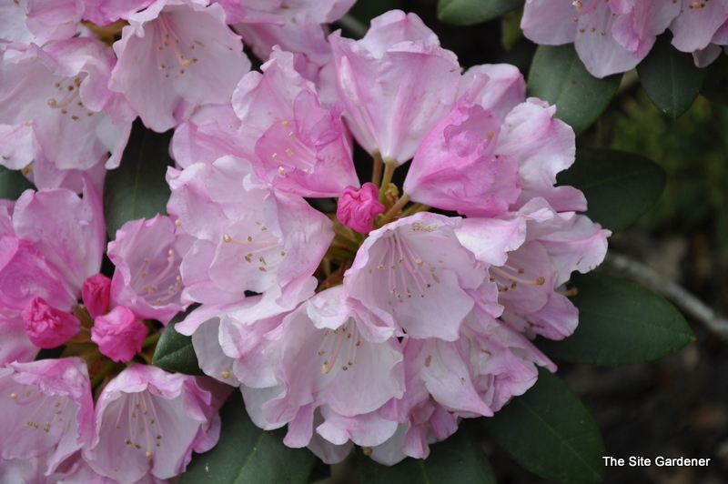 Rhododendron Hachmanns Polaris