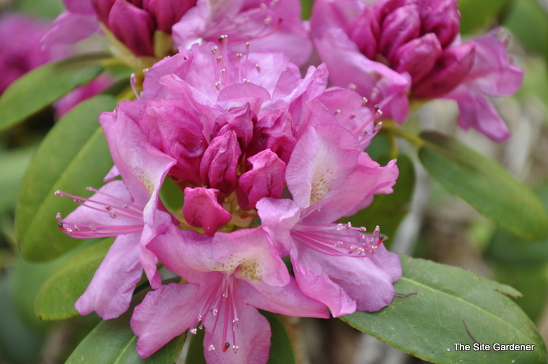 Rhododendron Harrisville