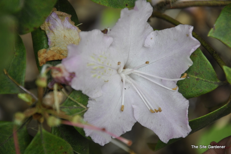 Rhododendron Hindsight