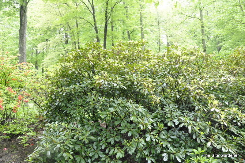 Rhododendron Judy Spillane — photo 1