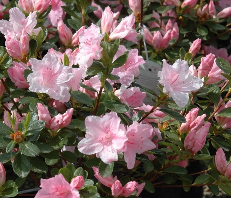 Rhododendron Harris — photo 1