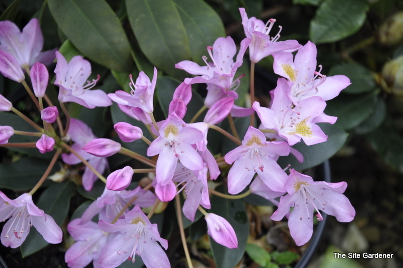 Rhododendron Maxi Cat