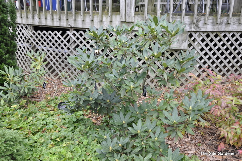 Rhododendron Maximum Independence — photo 1