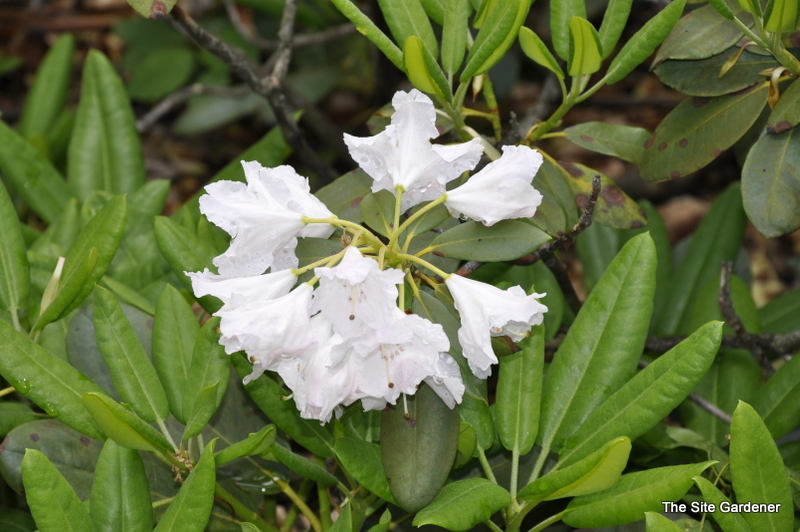 Rhododendron Nuance