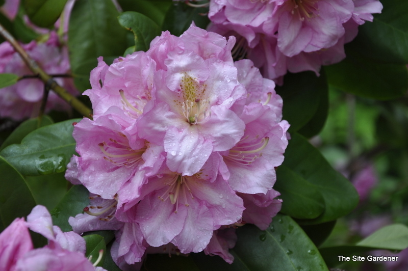 Rhododendron Peter Vermeulen