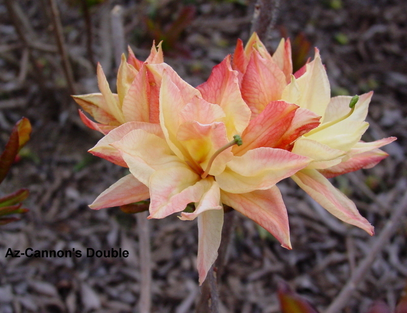 Rhododendron Cannons Double