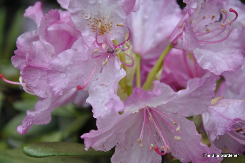 Rhododendron Smirnowii Origin Caucasus